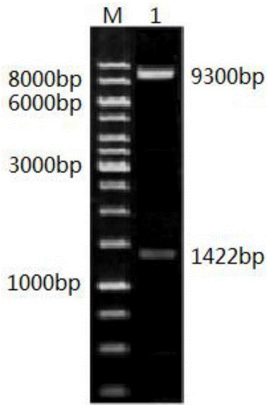 Novel high-activity allinase and preparation method thereof