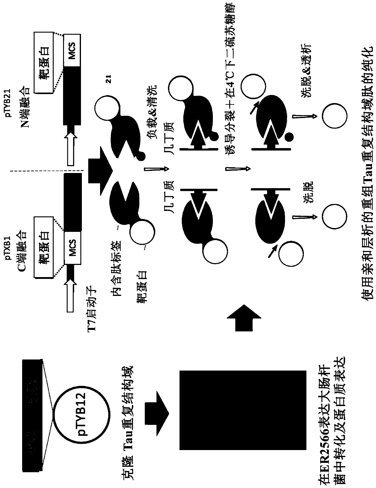 Preparation of flagellin vaccine adjuvant-based vaccine to induce production of antibody recognizing conformation of antigens, and application thereof