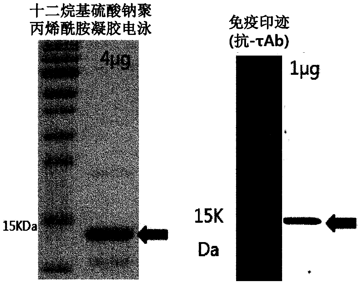 Preparation of flagellin vaccine adjuvant-based vaccine to induce production of antibody recognizing conformation of antigens, and application thereof