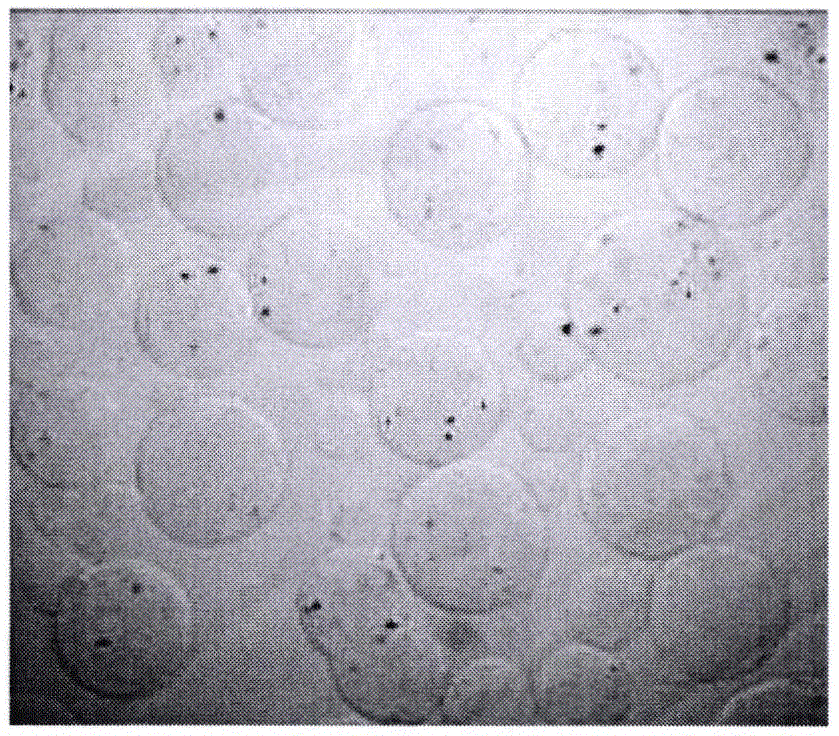 Probiotics microcapsule preparation and preparation method thereof