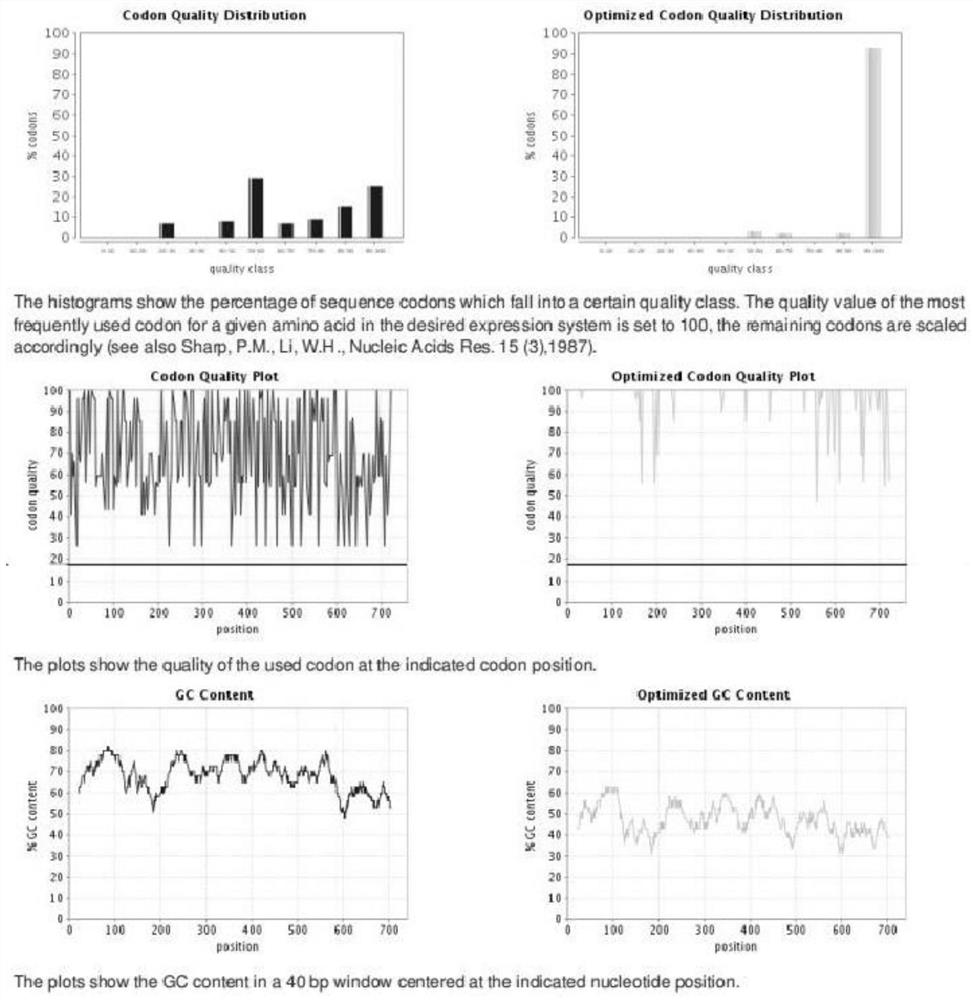 Detection method for diagnosing Brucella abortus by using recombinant overlapping peptide