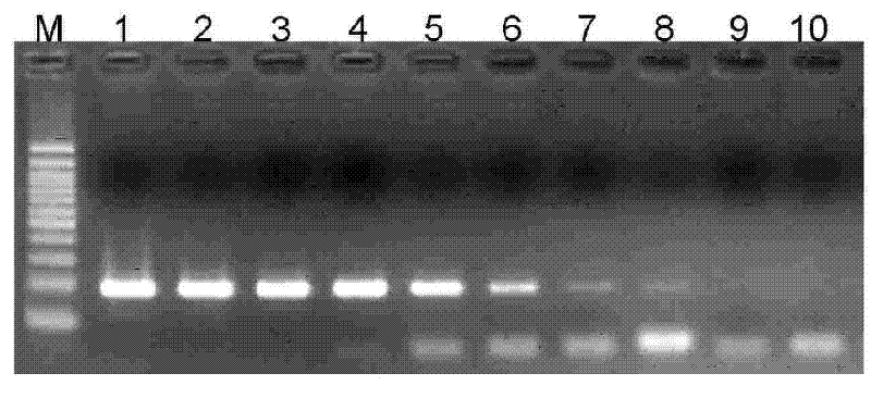 Detection method for infant salmonella PCR and nucleic acid and primer pair thereinto