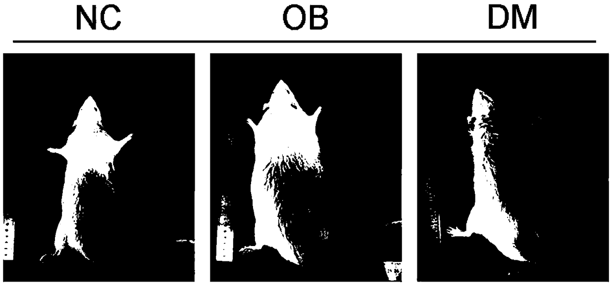 Method for establishing SD mouse fat and diabetes research model through diet and STZ induction