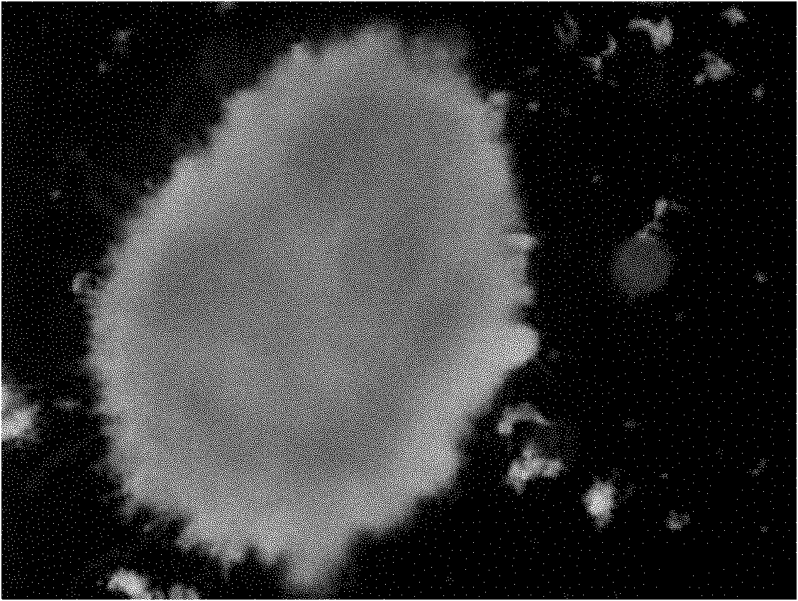 Method for culturing shortcut nitrification granular sludge by combining dual inhibition of FA and FNA