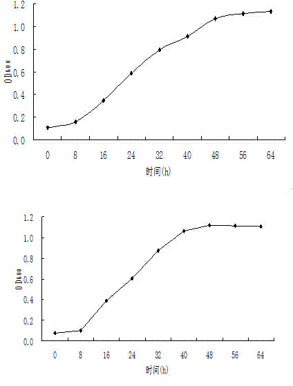 Method for improving protective enzyme activities of salt-stressed turfgrass by adopting enhanced salt-tolerant microbial agent