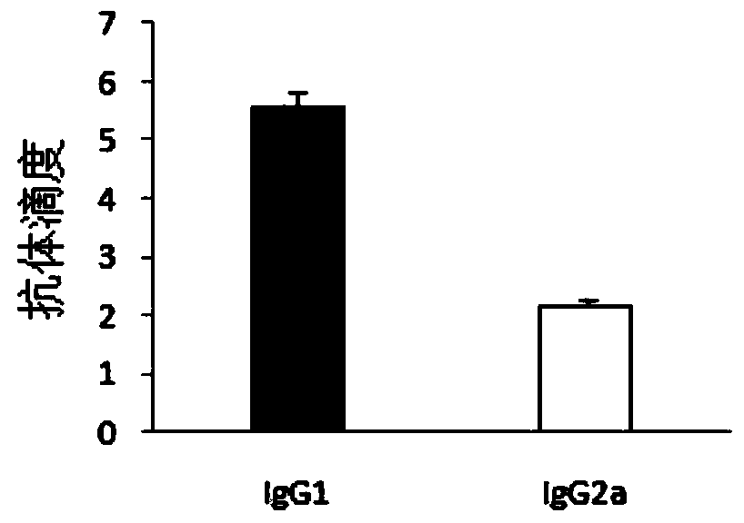 A protective antigen hp0623 of Streptococcus equi subspecies zooepidemicus and its preparation method