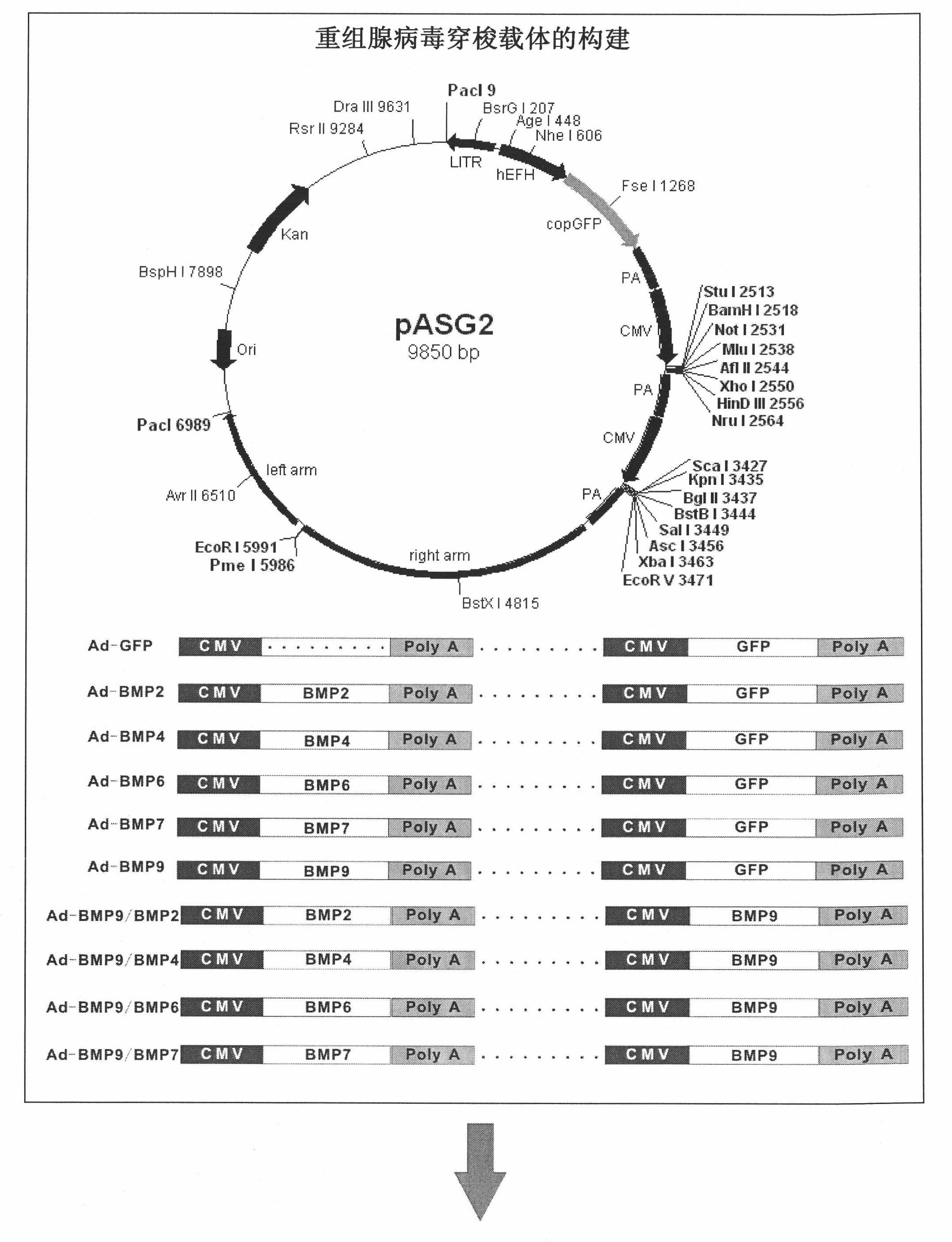 BMP composition for synergistic induction of ossification differentiation, and application thereof