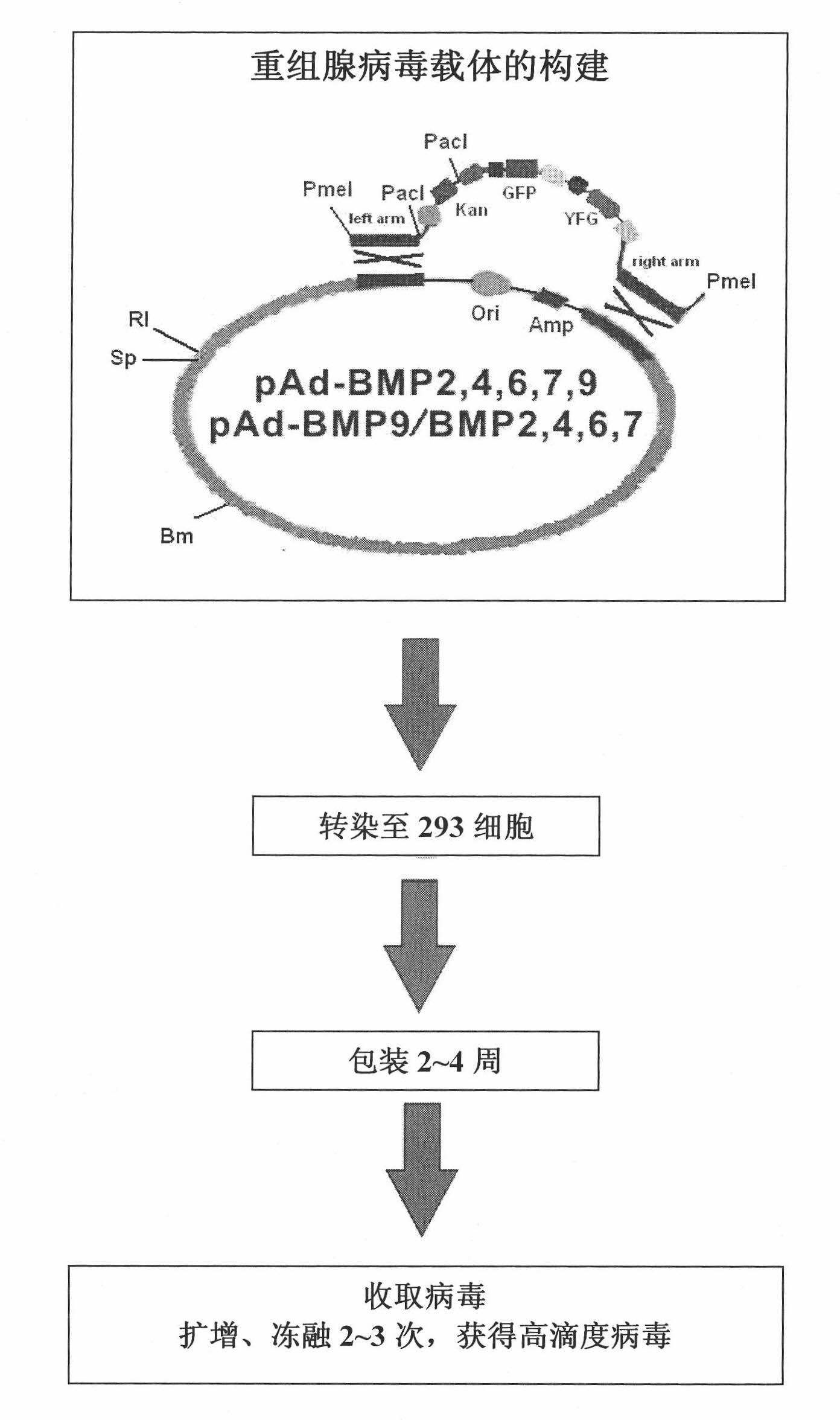 BMP composition for synergistic induction of ossification differentiation, and application thereof