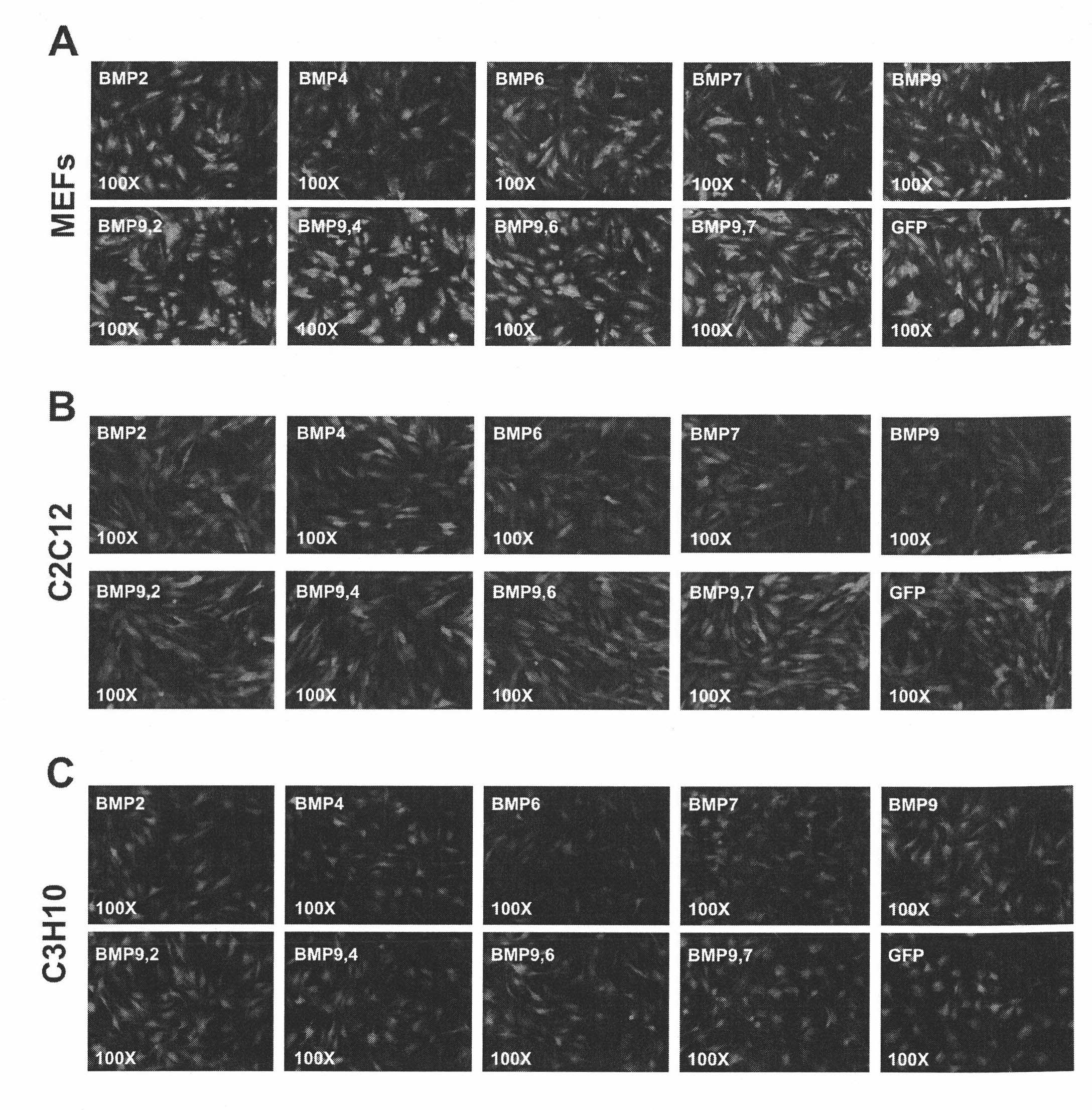 BMP composition for synergistic induction of ossification differentiation, and application thereof