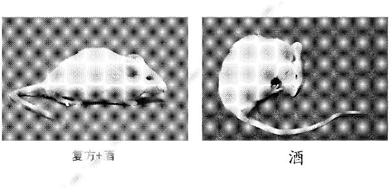 Novel natural herbal compound composition with sobering and liver protection effects and application thereof