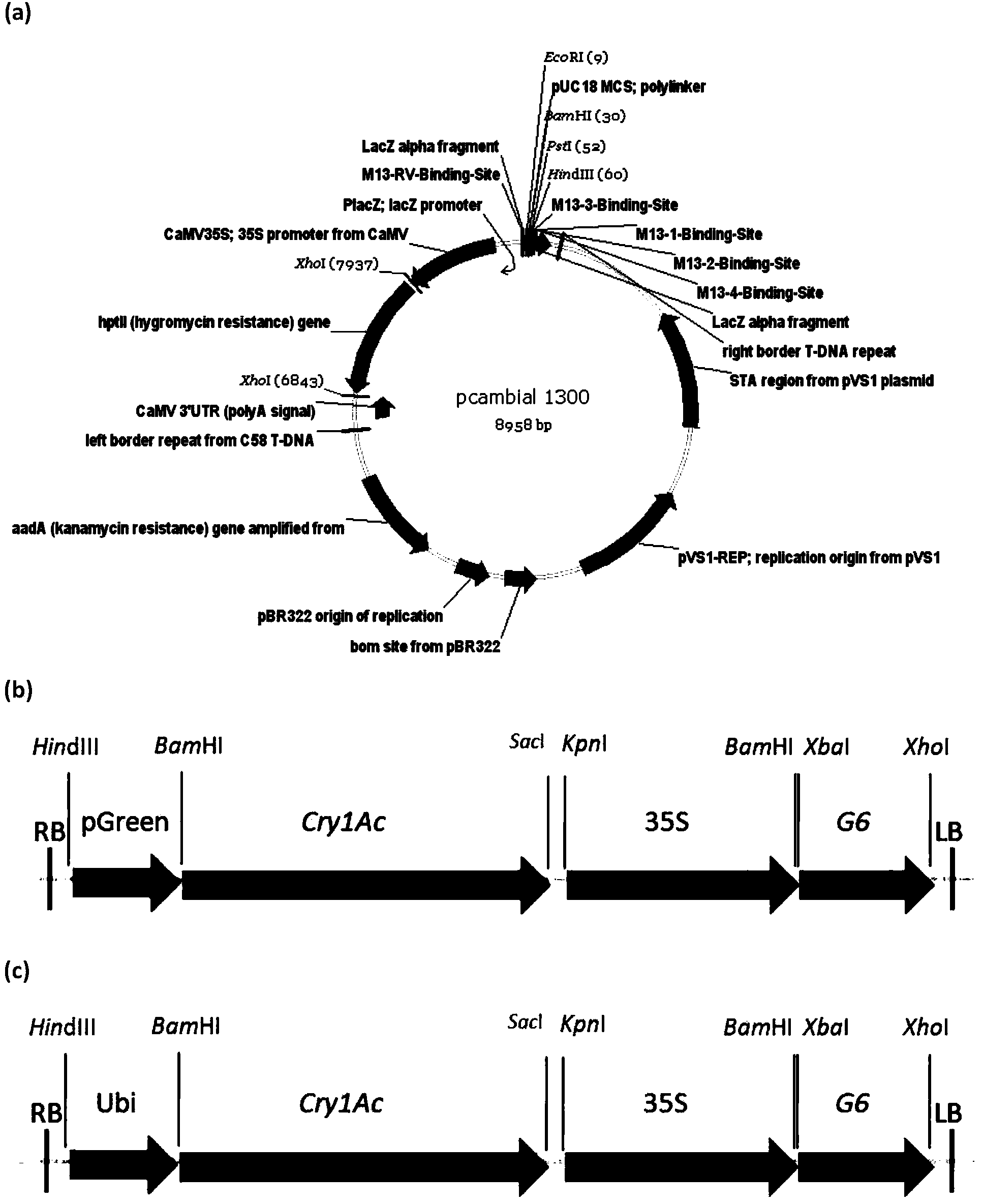 Plant chlorenchyma specific expression promoter pGreen and application thereof