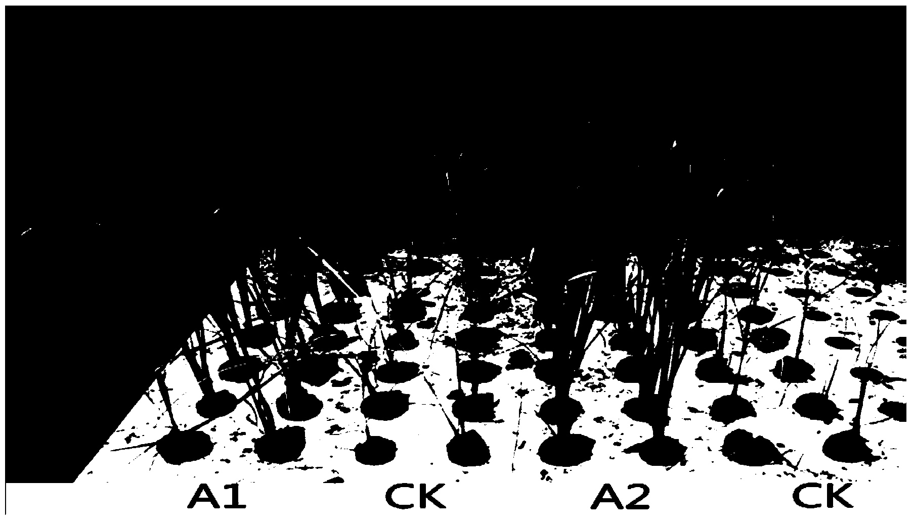 Plant chlorenchyma specific expression promoter pGreen and application thereof