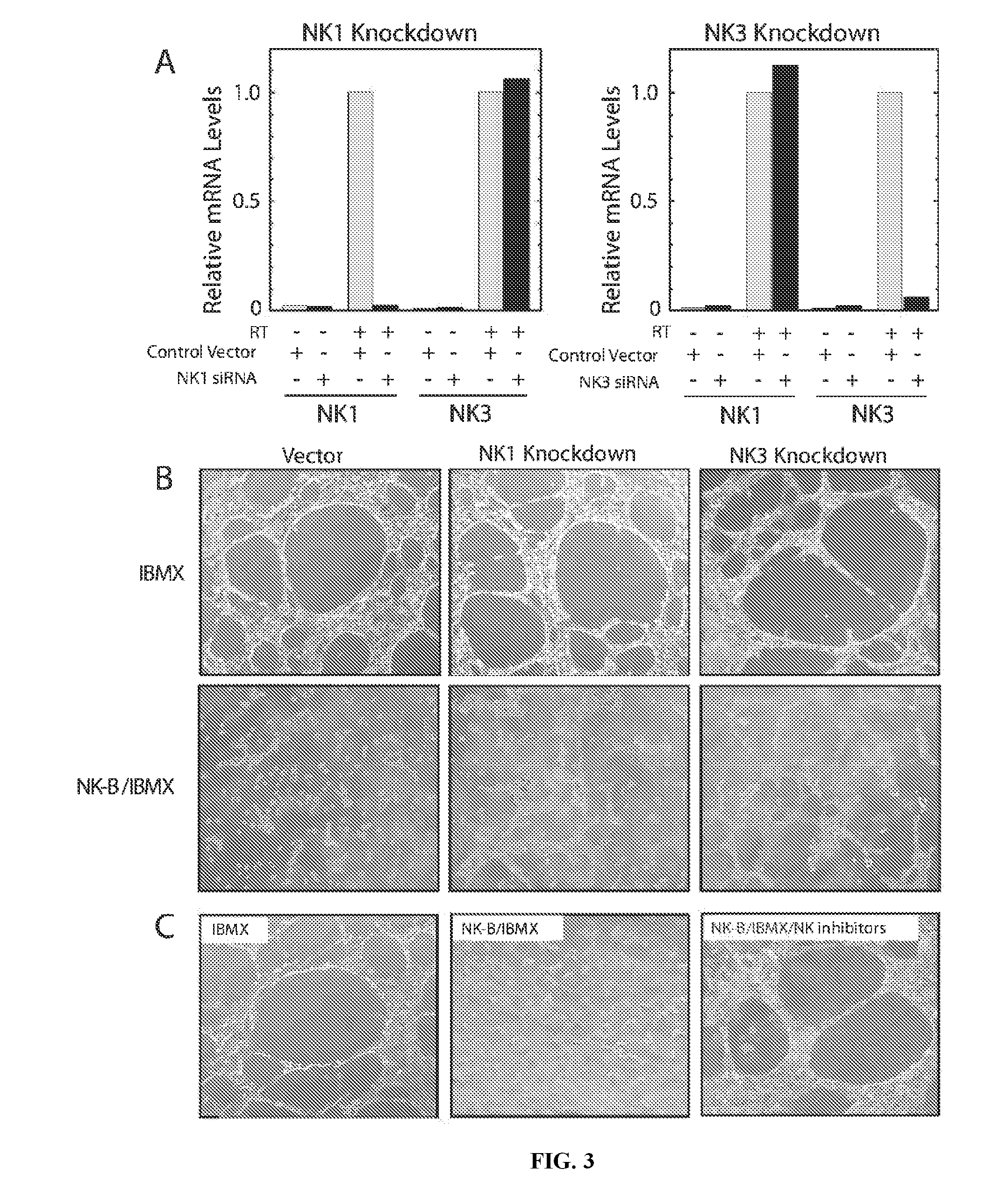 Compositions and methods for modulating angiogenesis