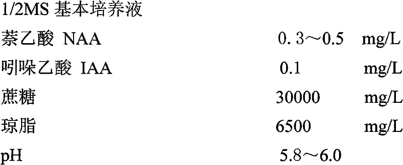 Rapid reproduction method of schlumbergera seedlings