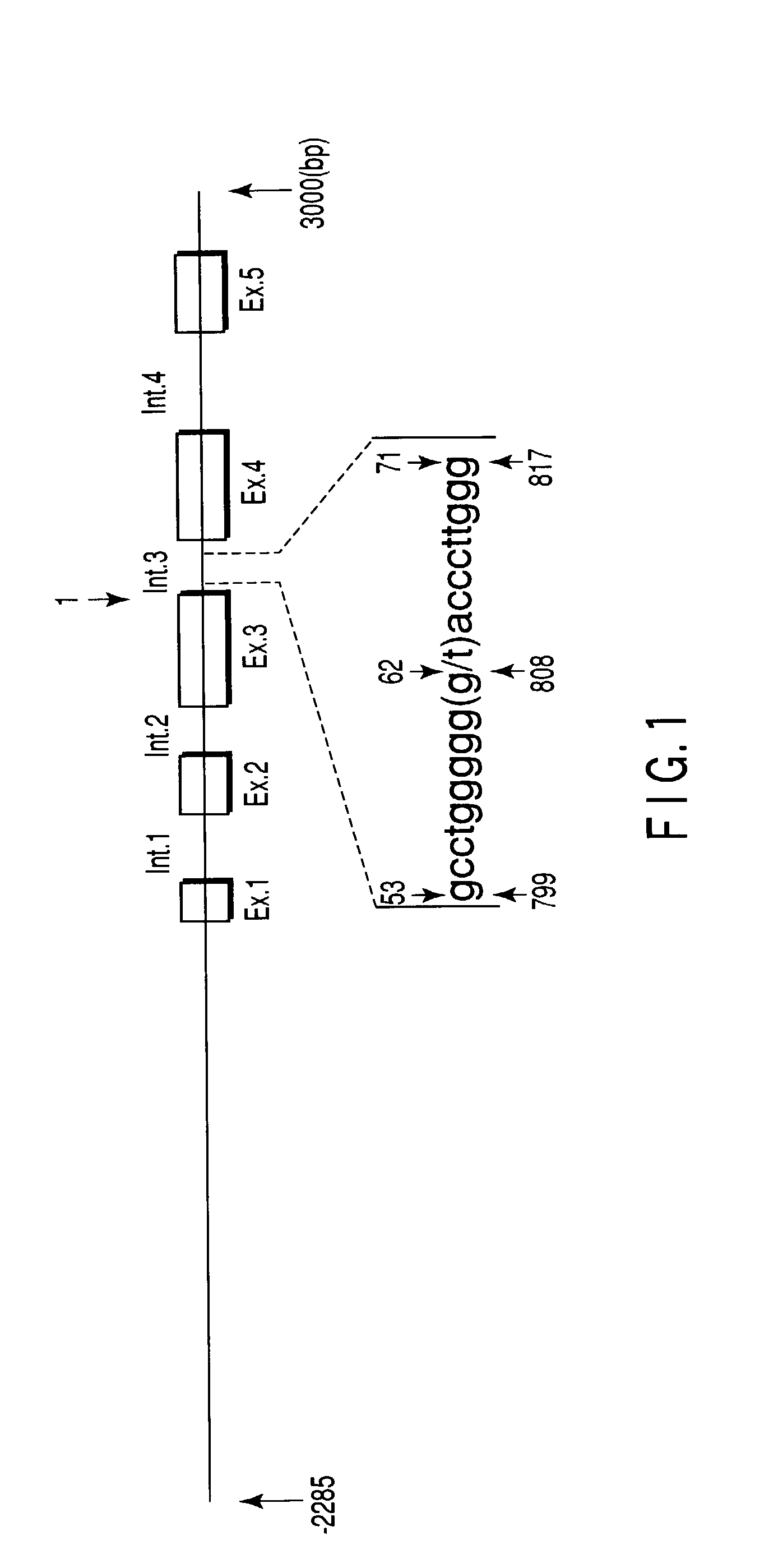 Gene associated with cancer