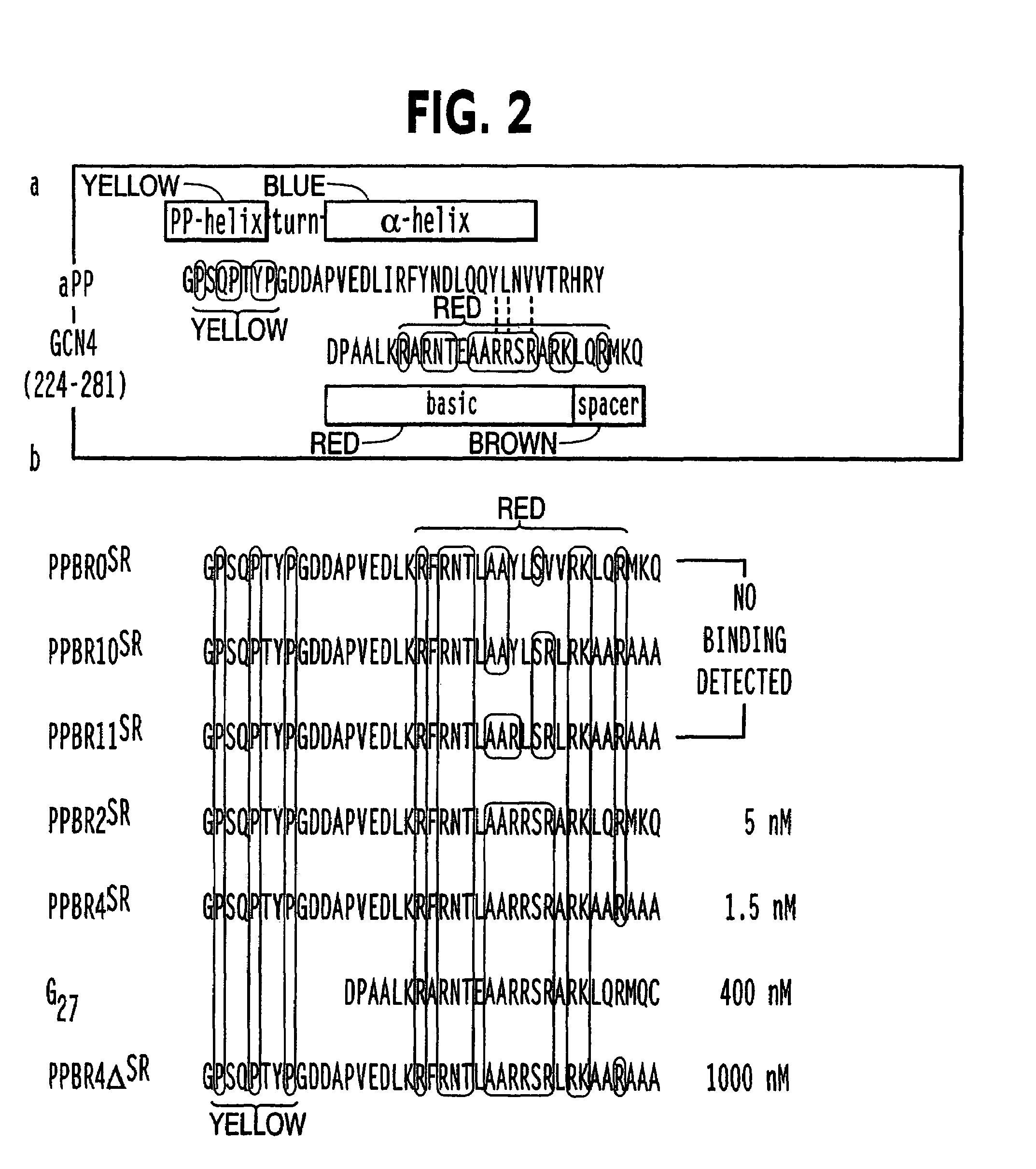 Modified avian pancreatic polypeptide miniature binding proteins