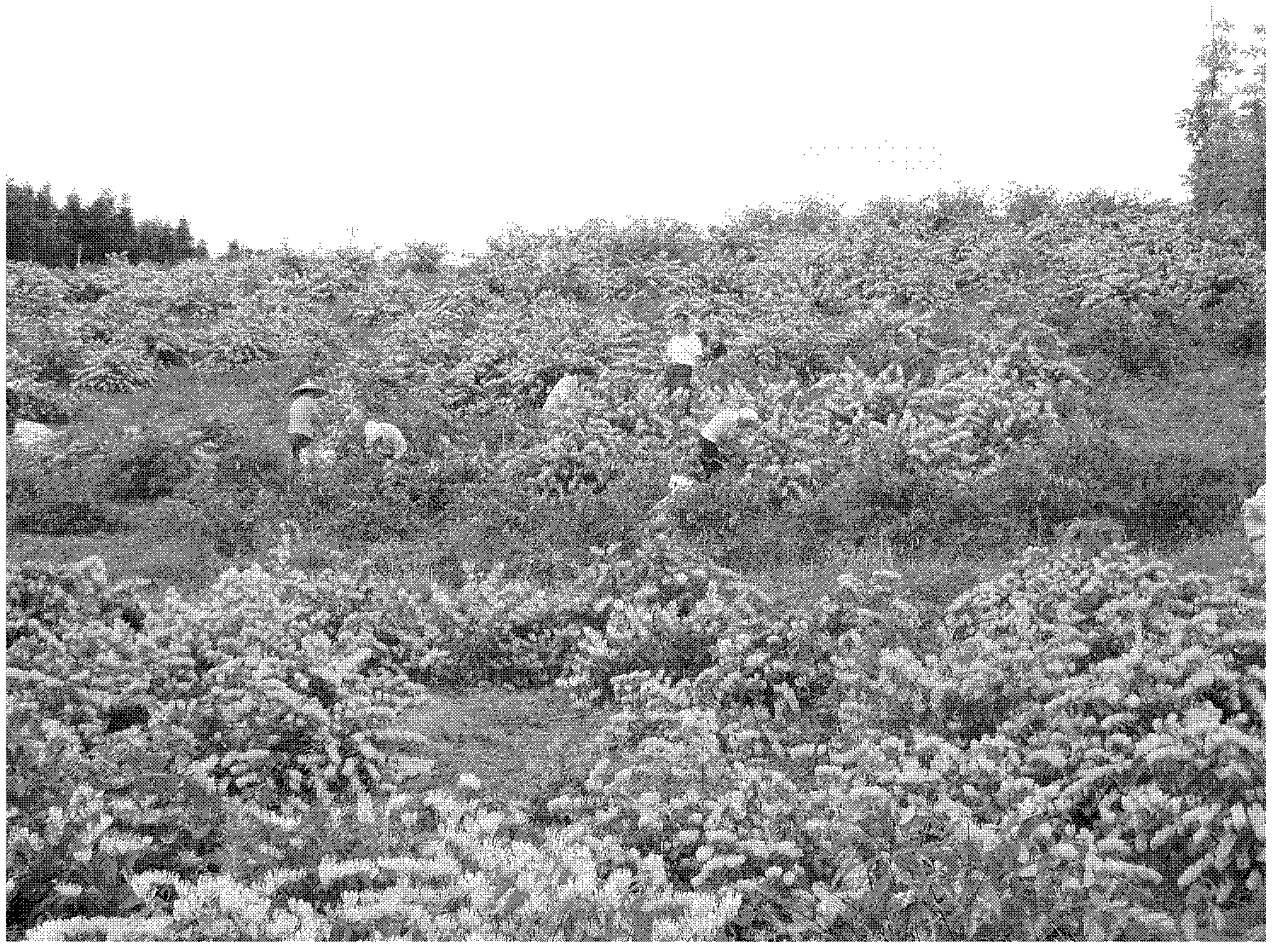 High-efficiency interplanting method of honeysuckle and hyacinth bletilla