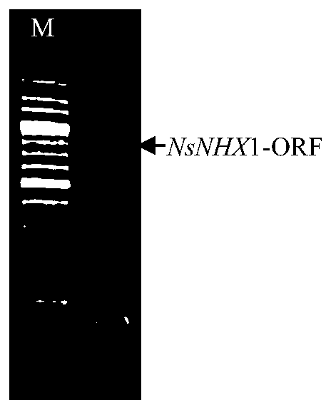 Application of NsNHX1 protein and related biomaterials in breeding of reverse-resistant poplar