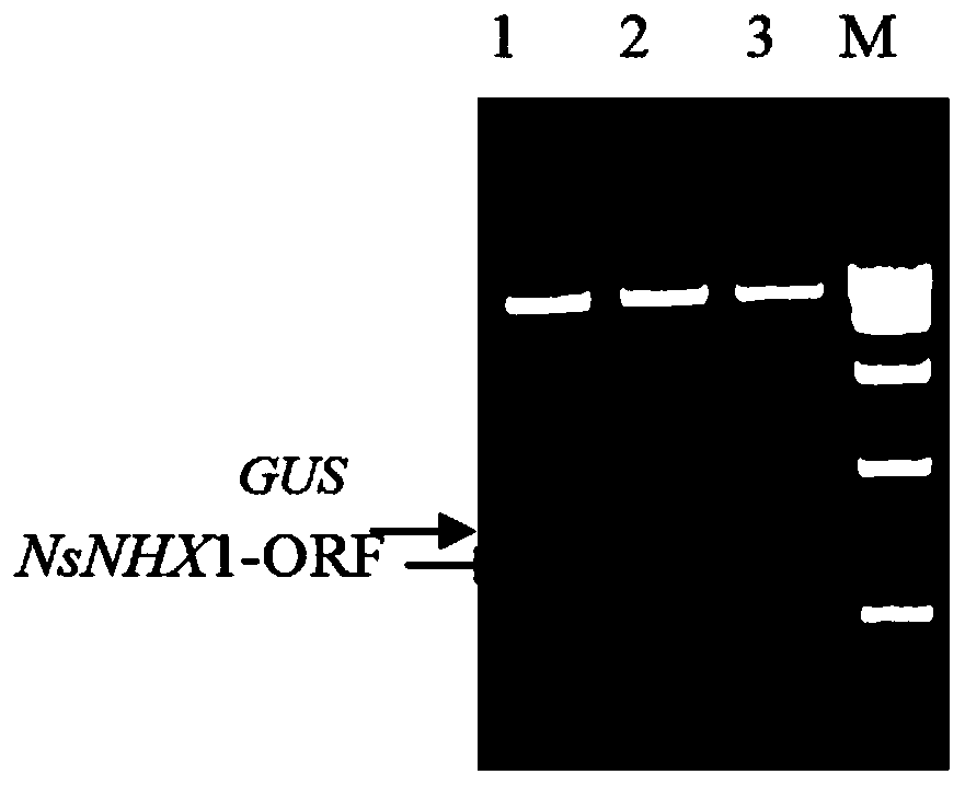 Application of NsNHX1 protein and related biomaterials in breeding of reverse-resistant poplar