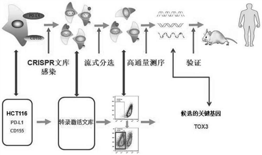 Application of TOX3 gene overexpression as liver cancer prognosis marker