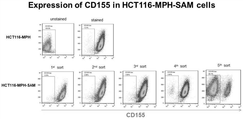 Application of TOX3 gene overexpression as liver cancer prognosis marker