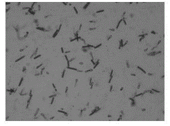 Reinforced black odorous river microecological reconstruction/balance and water quality improvement method