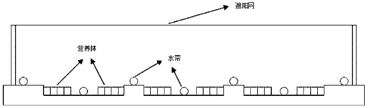 A kind of method of kiwifruit finished seedling breeding