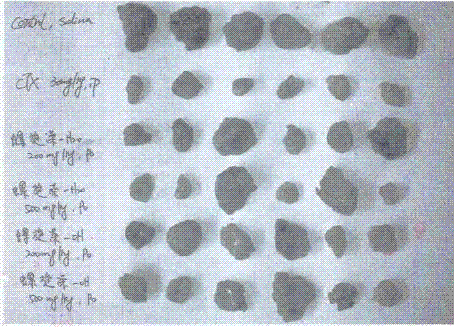 A kind of application of spirulina polysaccharide