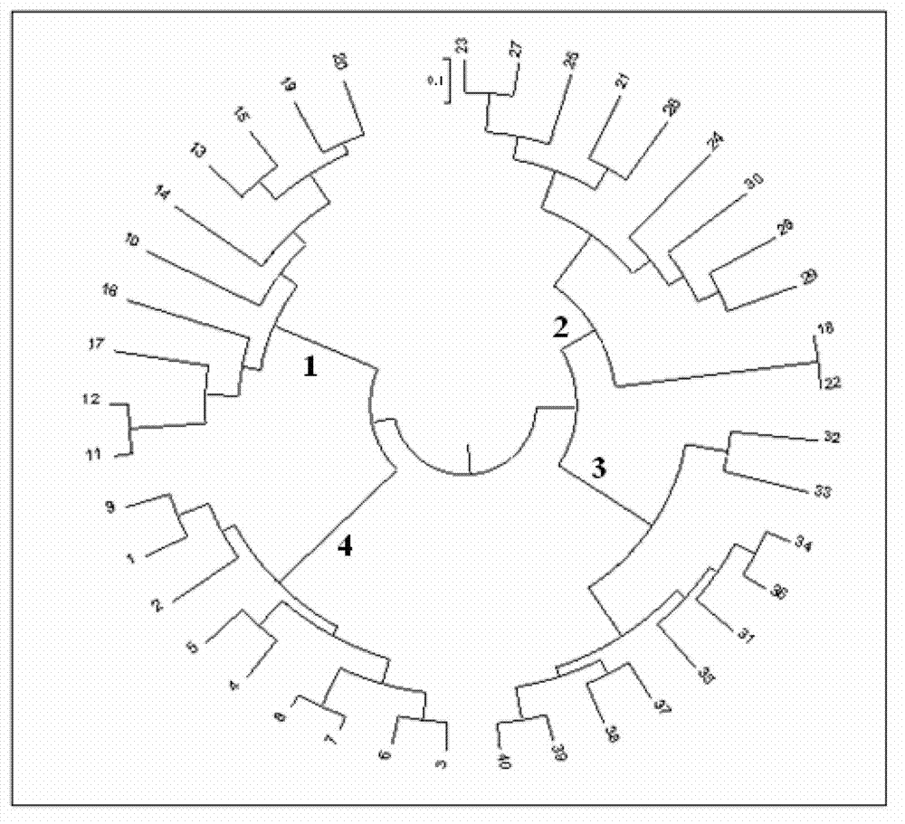 Method for microsatellite marker-based genealogy authentication of scylla paramamosain