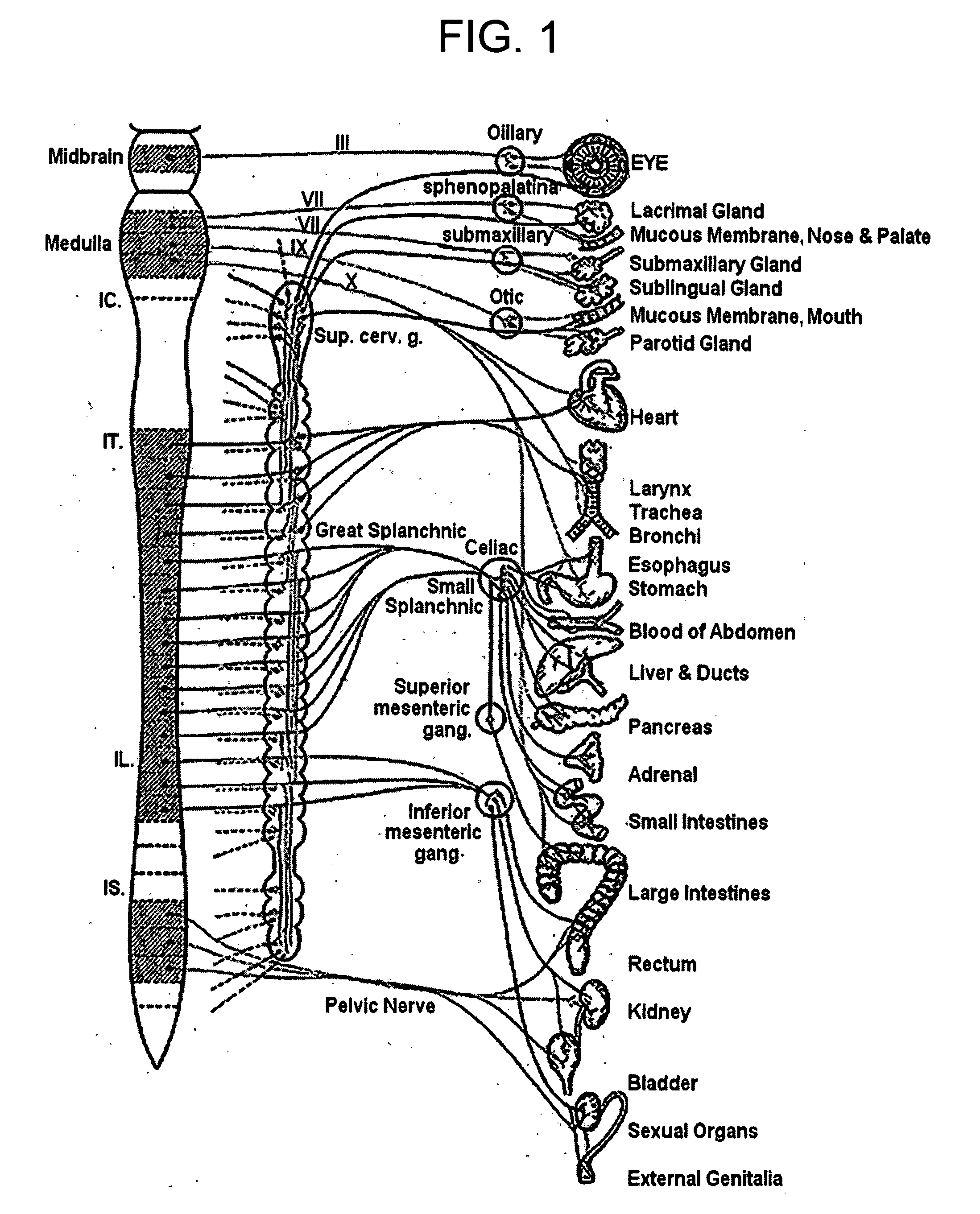 Electrical stimulation treatment of bronchial constriction