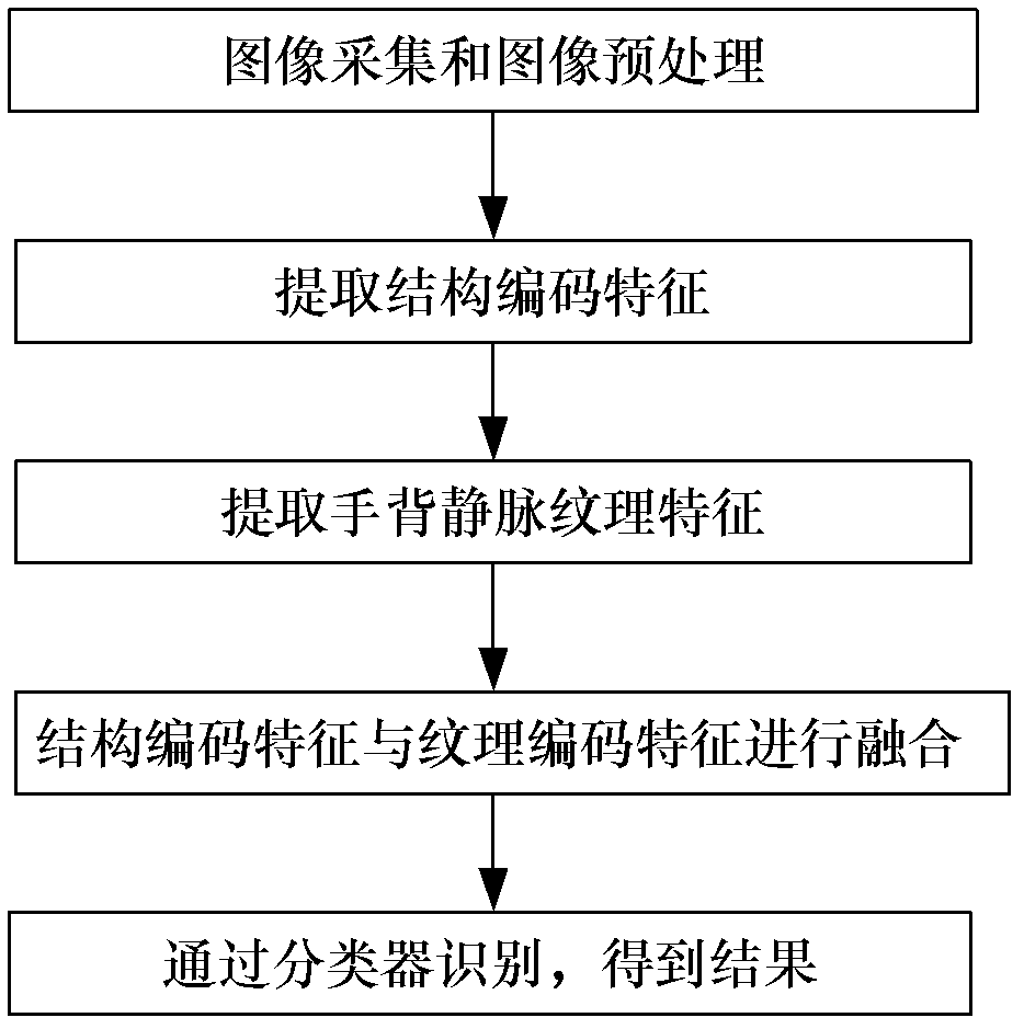 Hand vein recognition method based on fusion of structure coding characteristics and texture coding characteristics