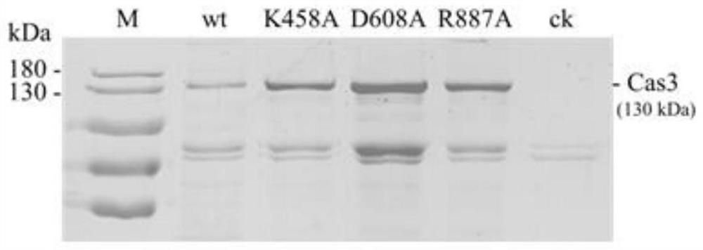 A method and application of efficient deletion of large genome fragments based on CRISPR-NCAS3 system