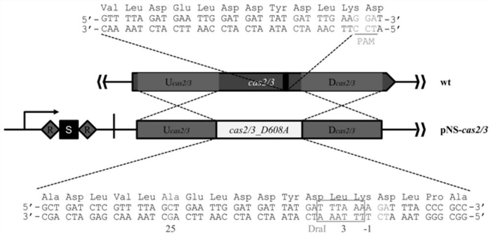 A method and application of efficient deletion of large genome fragments based on CRISPR-NCAS3 system