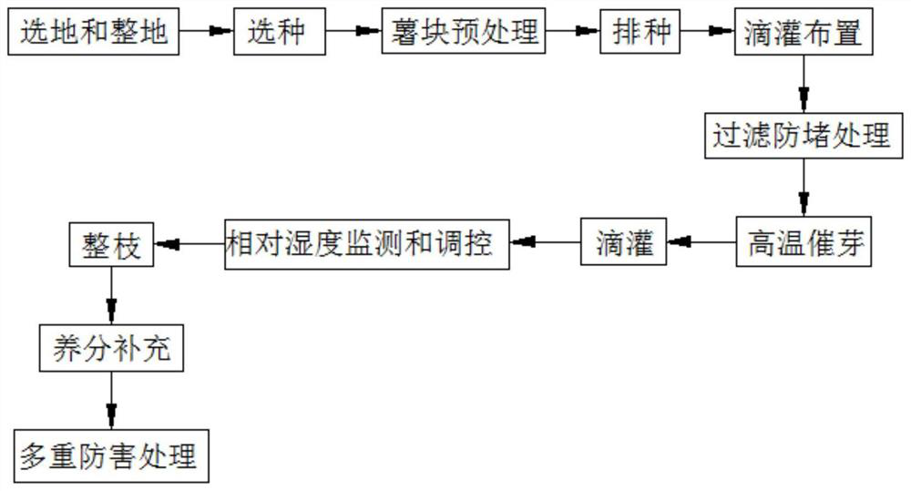 Sweet potato drip irrigation water-saving cultivation planting method