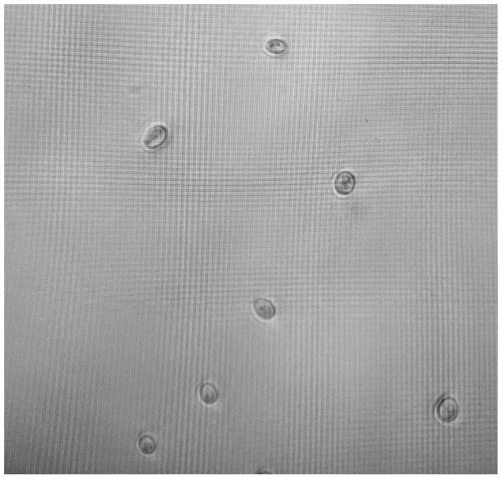 Saccharomyces cerevisiae for producing Maotai flavor and application thereof