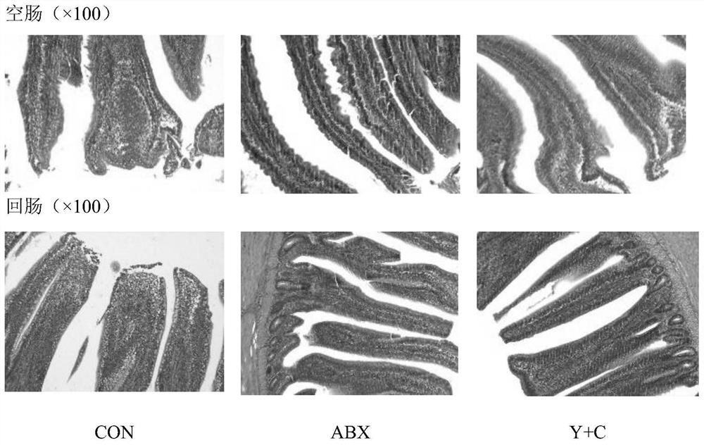 Additive of laying hen feed for replacing antibiotic and application and method thereof