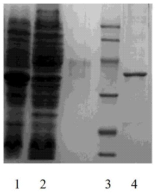 Avian leukosis P27 monoclonal antibody hybridoma cell strain and application thereof