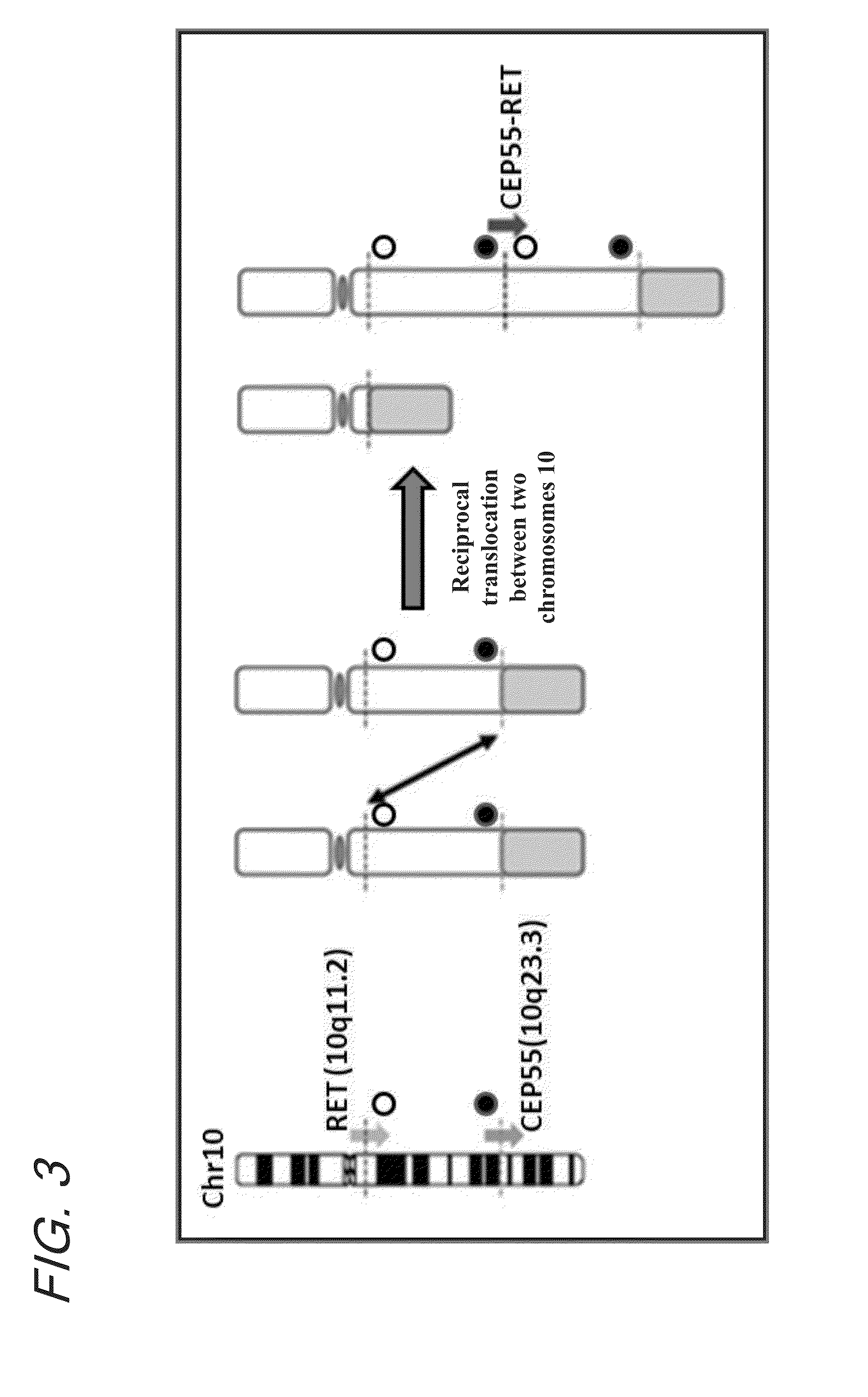 Fusion gene of cep55 gene and ret gene