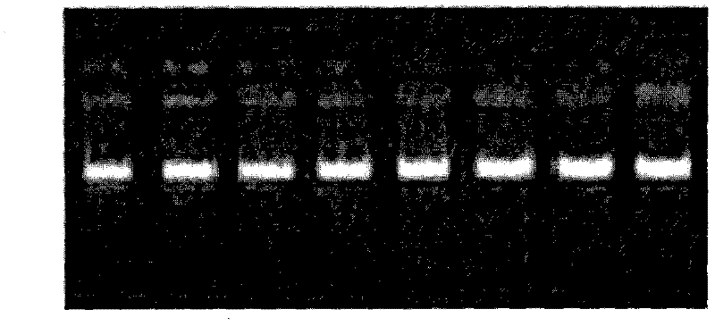 Method for detecting linked mutation of AMPD1 gene of Qinchuan cattle