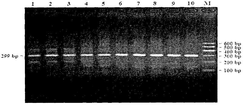 Method for detecting linked mutation of AMPD1 gene of Qinchuan cattle