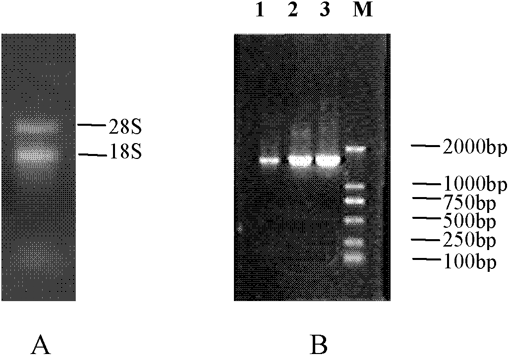 Cotton acetylcysteine (NAC) transcription factor NST sub-family and application thereof