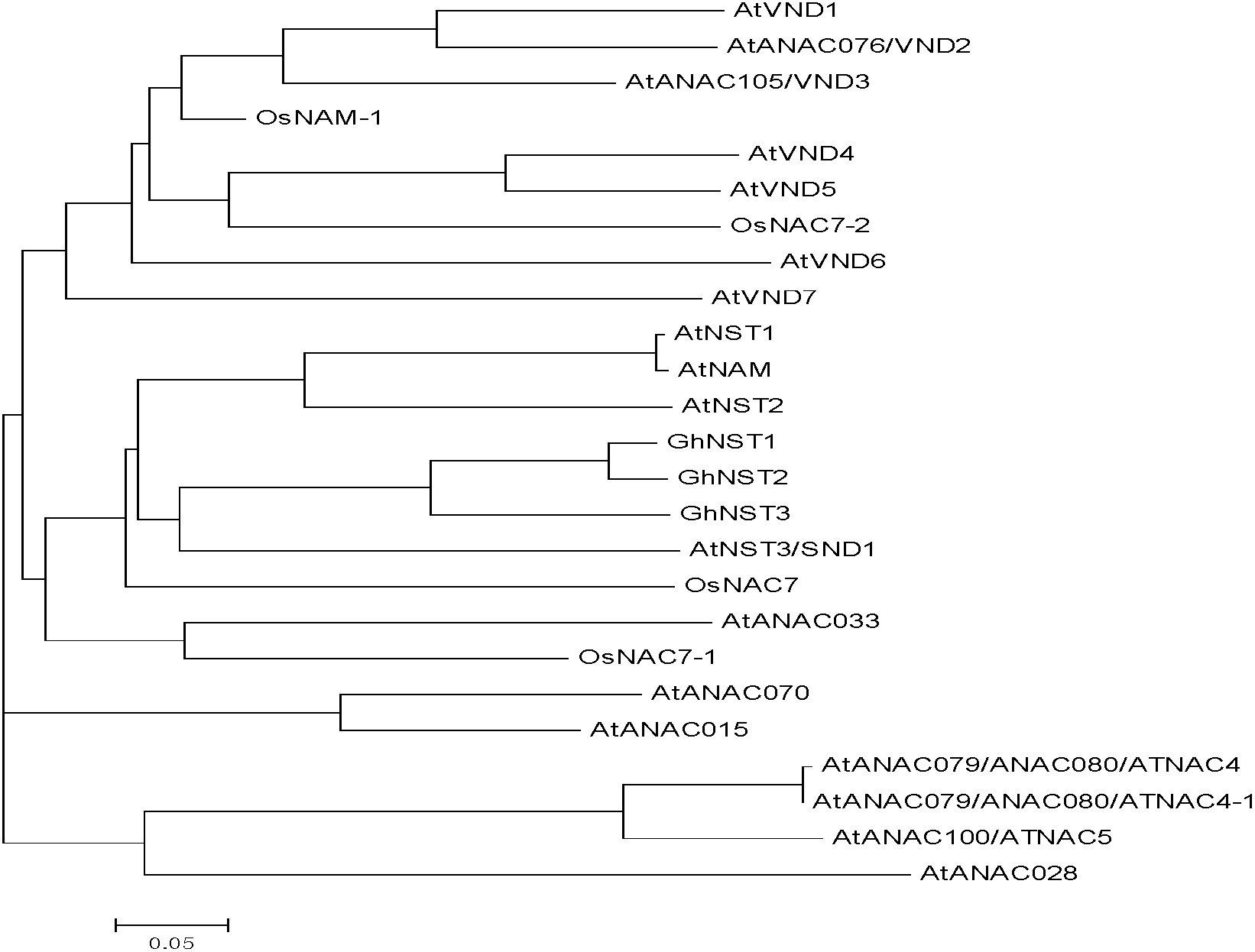 Cotton acetylcysteine (NAC) transcription factor NST sub-family and application thereof