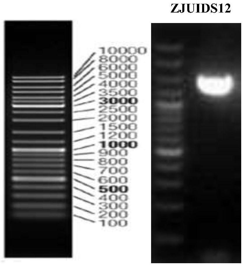 Lactobacillus helveticus ZJUIDS12 capable of improving alcoholic liver disease and application of lactobacillus helveticus ZJUIDS12