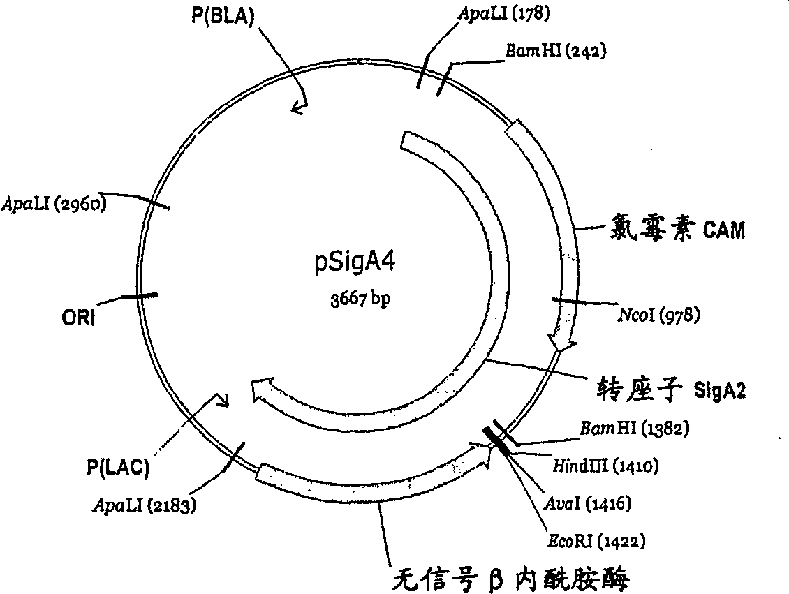 Polypeptides of alicyclibacillus