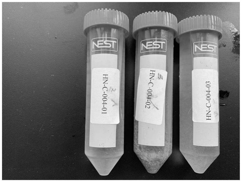 Vibrio harveyi variant capable of producing lactase and application thereof