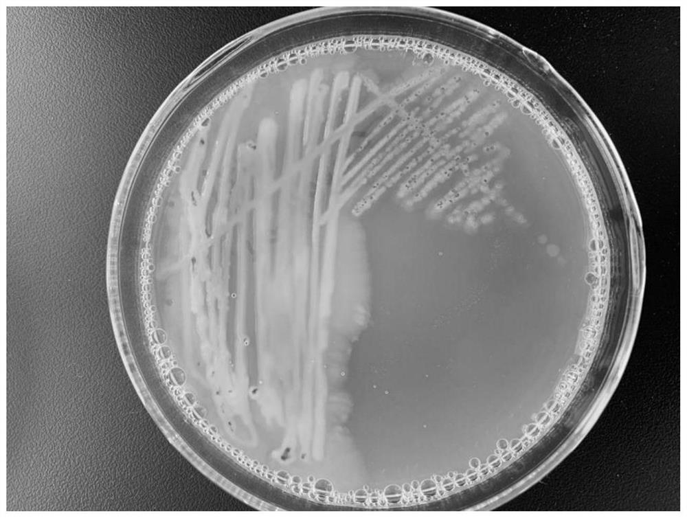 Vibrio harveyi variant capable of producing lactase and application thereof