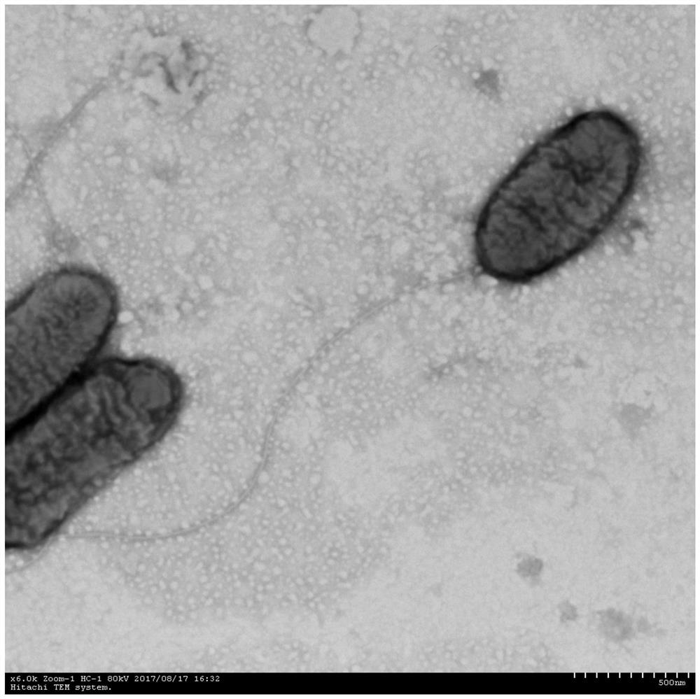 A strain of marine Bdellovibrio and its application to promote the formation of hiruplasma under ampicillin