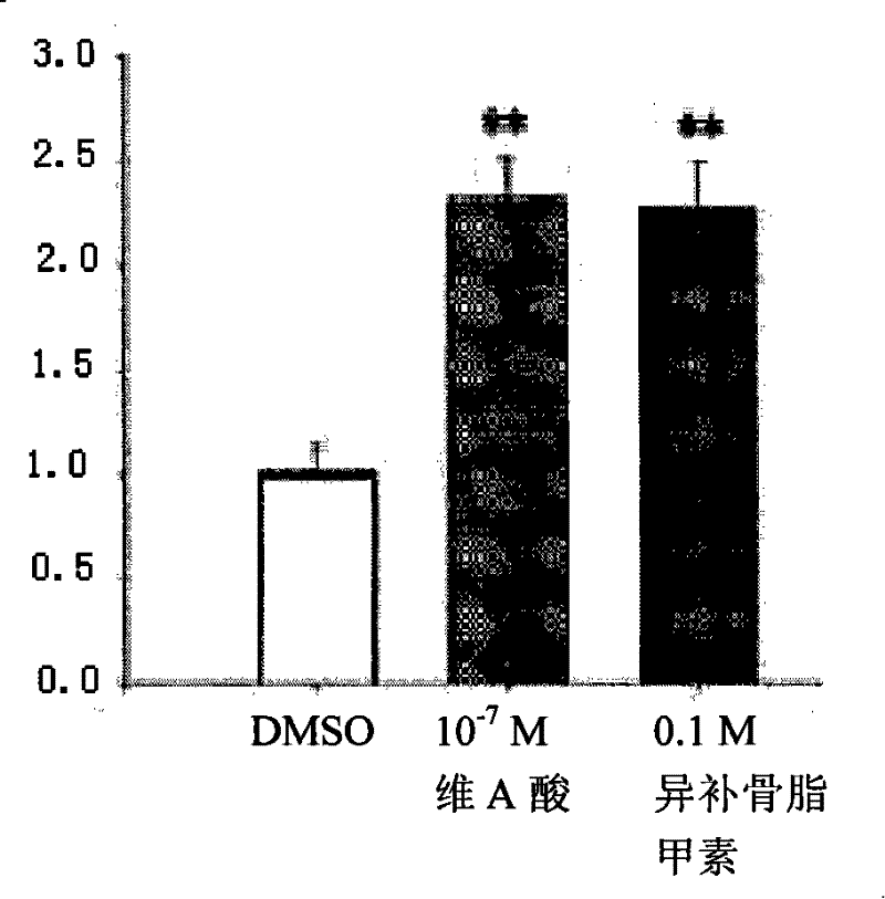 Use of neurocyte differentiated from stem cell induced by isobavachin