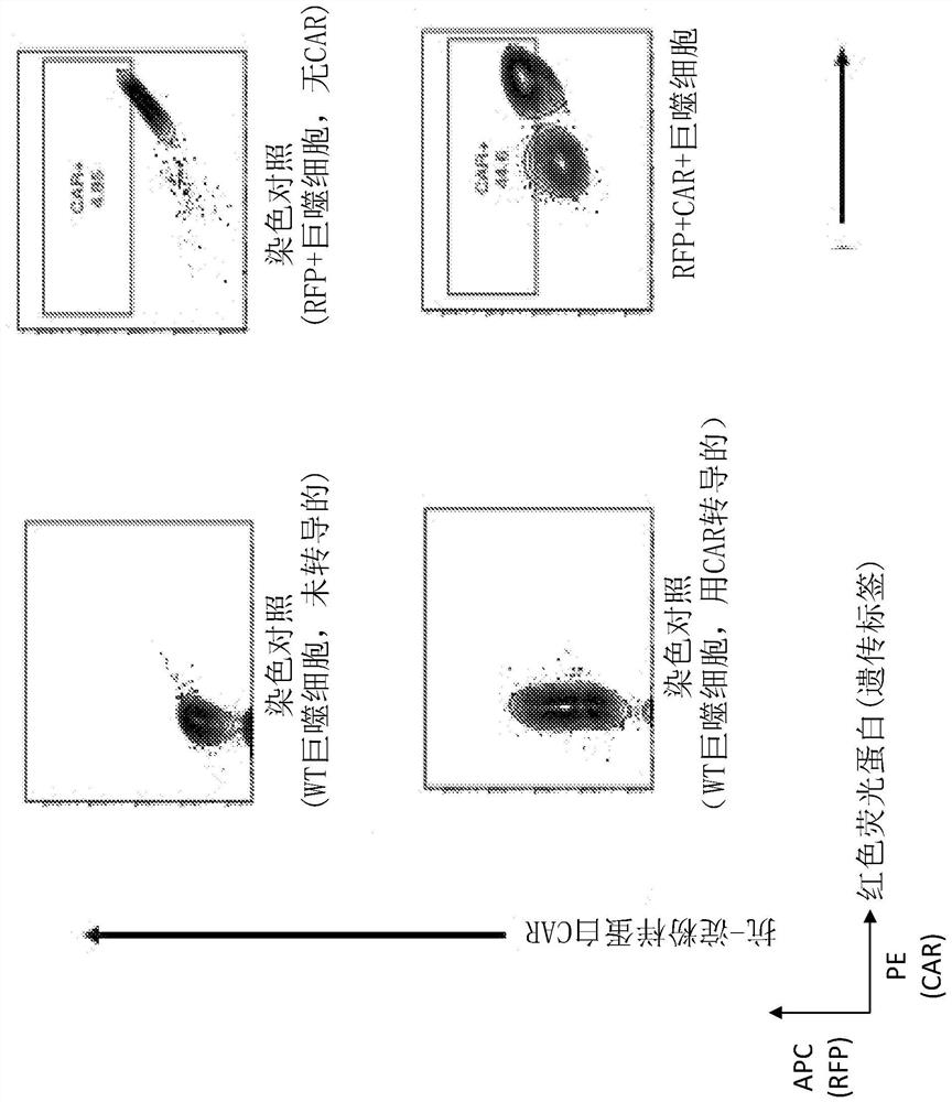 Modified monocytes/macrophages/dendritic cells expressing chimeric antigen receptors and uses in diseases and disorders associated with protein aggregates