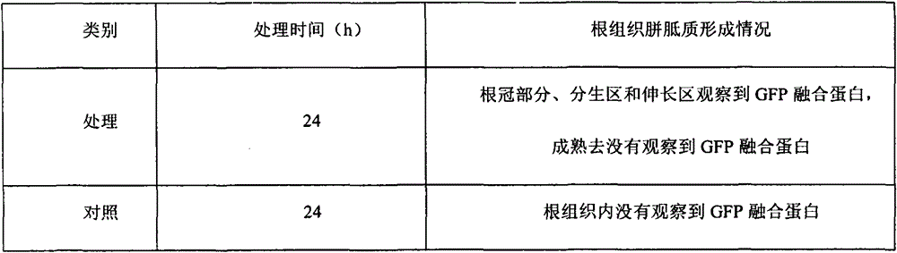 Method for in vitro detection of transport of Magnaporthe grisea effector proteins in root tissues of rice